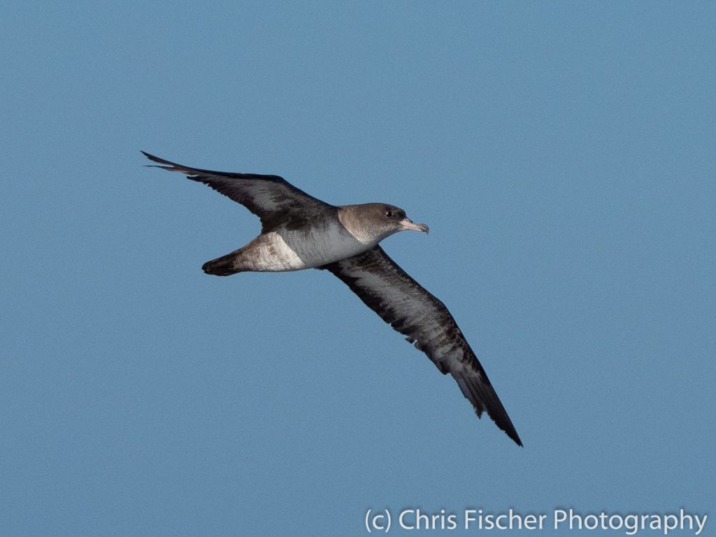 Pink-footed Shearwater