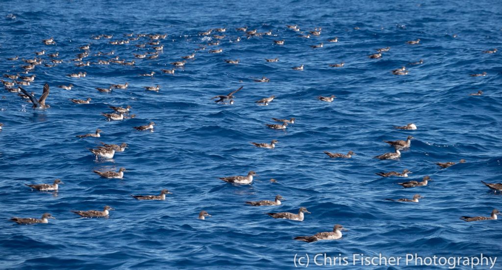 Raft of shearwaters