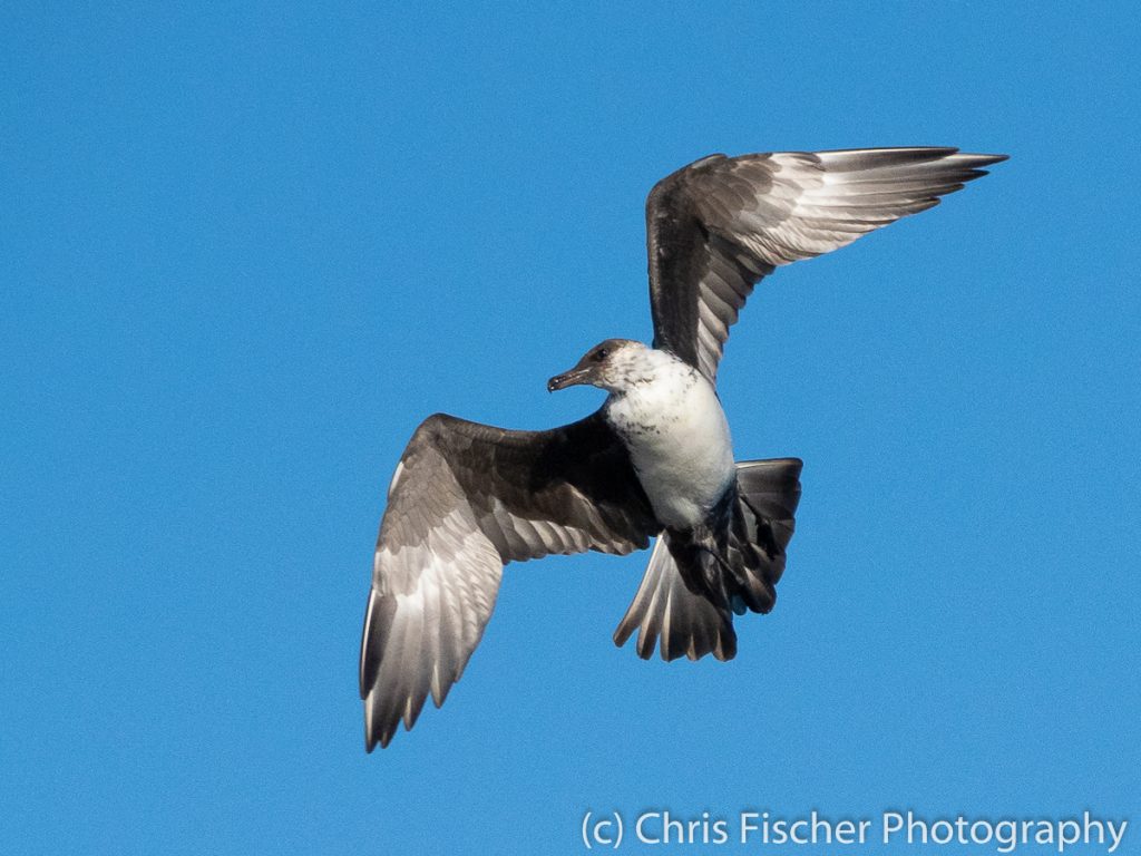 Pomarine Jaeger