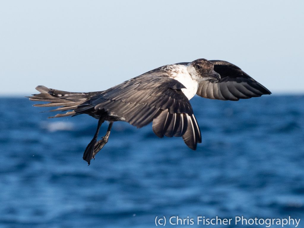 Pomarine Jaeger