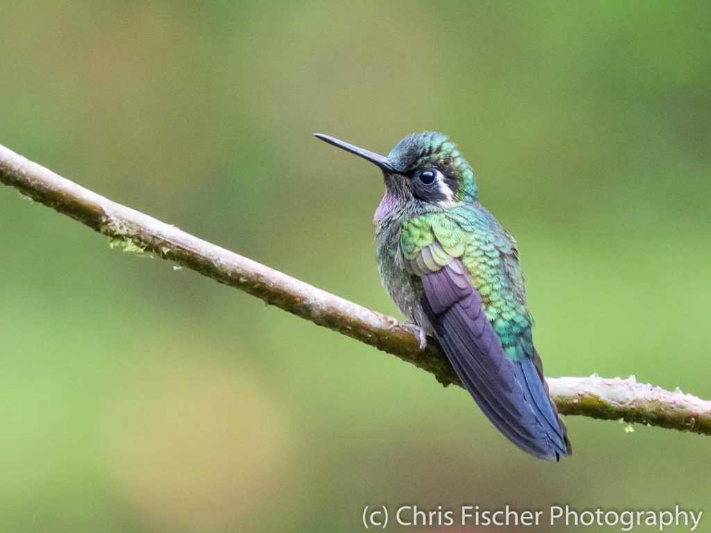 Purple-throated Mountain-Gem, Hotel Quelitales, Costa Rica