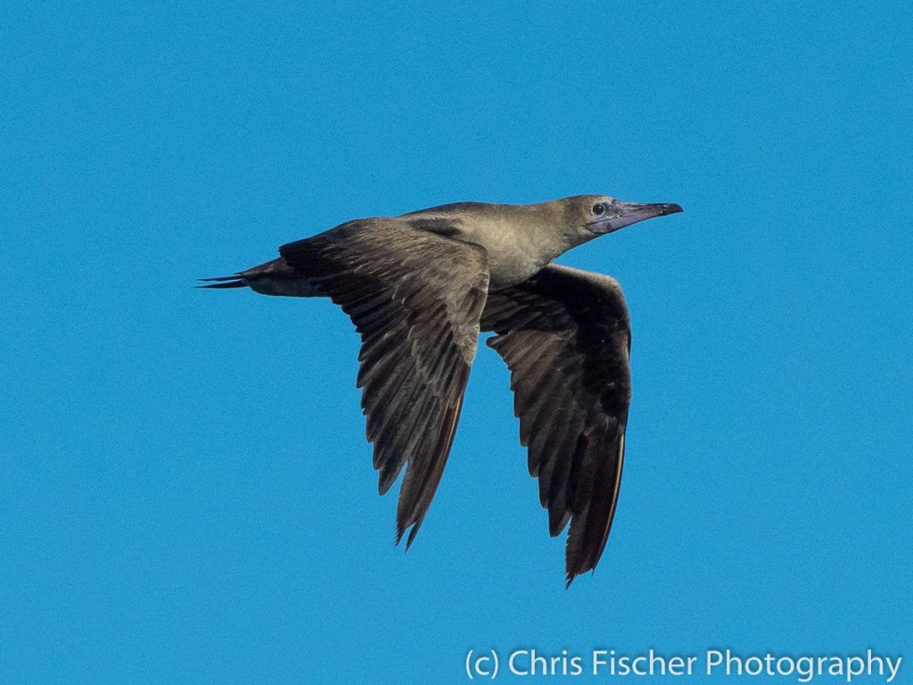 Red-footed Booby