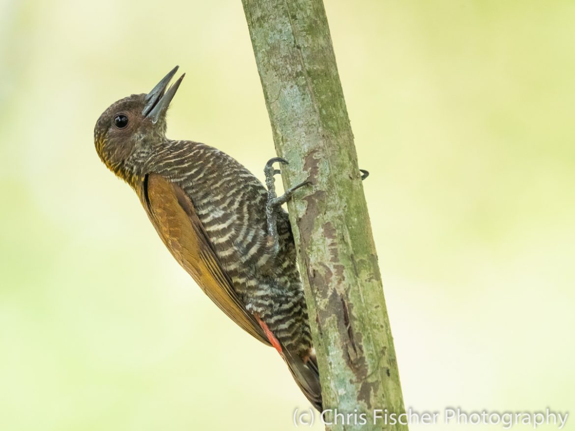 Red-rumped Woodpecker, Finca 50-51 (near Rio Caracol) Red-rumped Woodpecker, Finca 50-51 (near Rio Caracol), Costa Rica