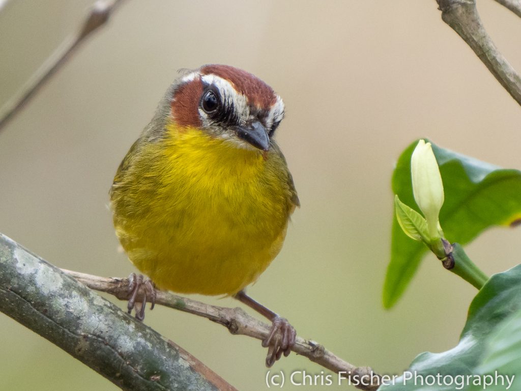 Rufous-capped Warbler, Ujarras, Costa Rica