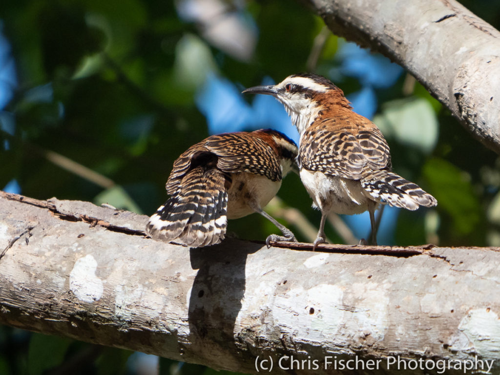 Rufous-naped Wren, Río Panica, Costa Rica