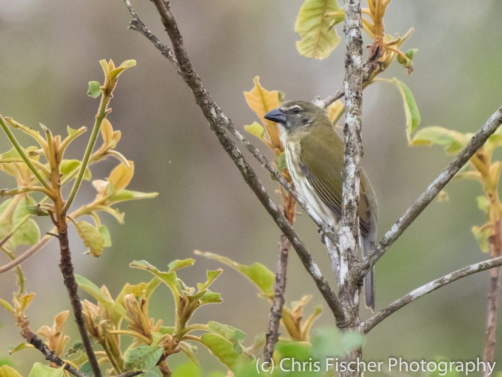 Streaked Saltator, Las Cruces, Costa Rica