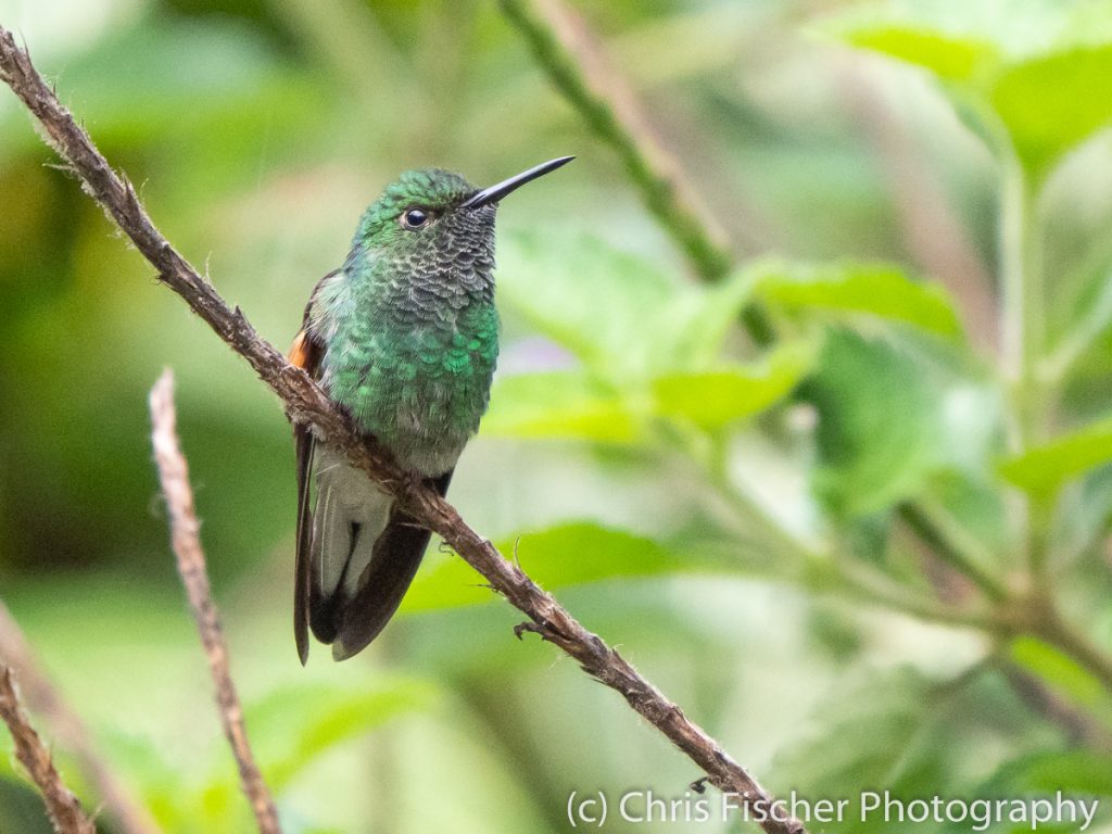 Stripe-tailed Hummingbird, Hotel Quelitales, Costa Rica