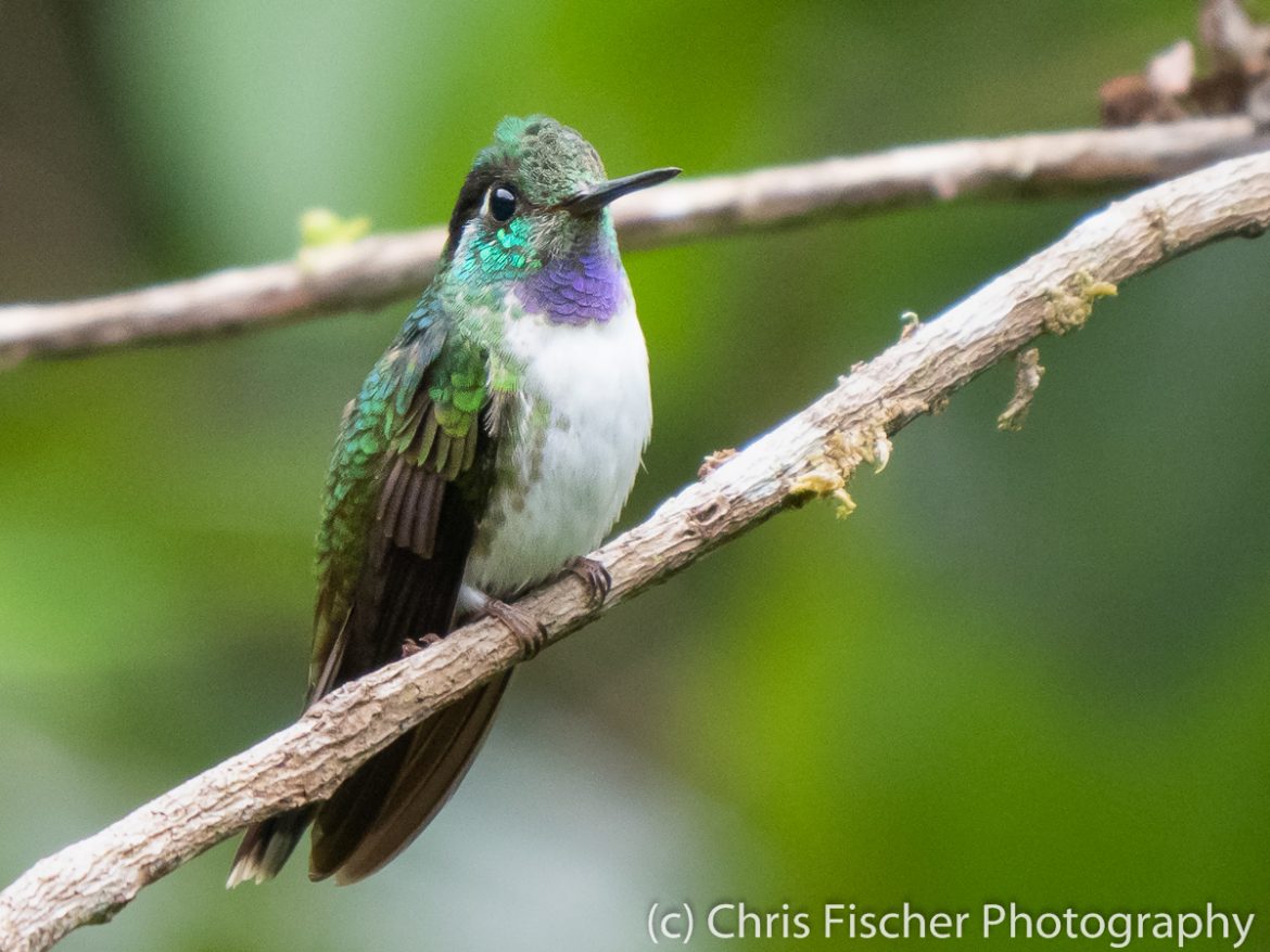 White-bellied Mountain-Gem, Hotel Quelitales, Costa Rica