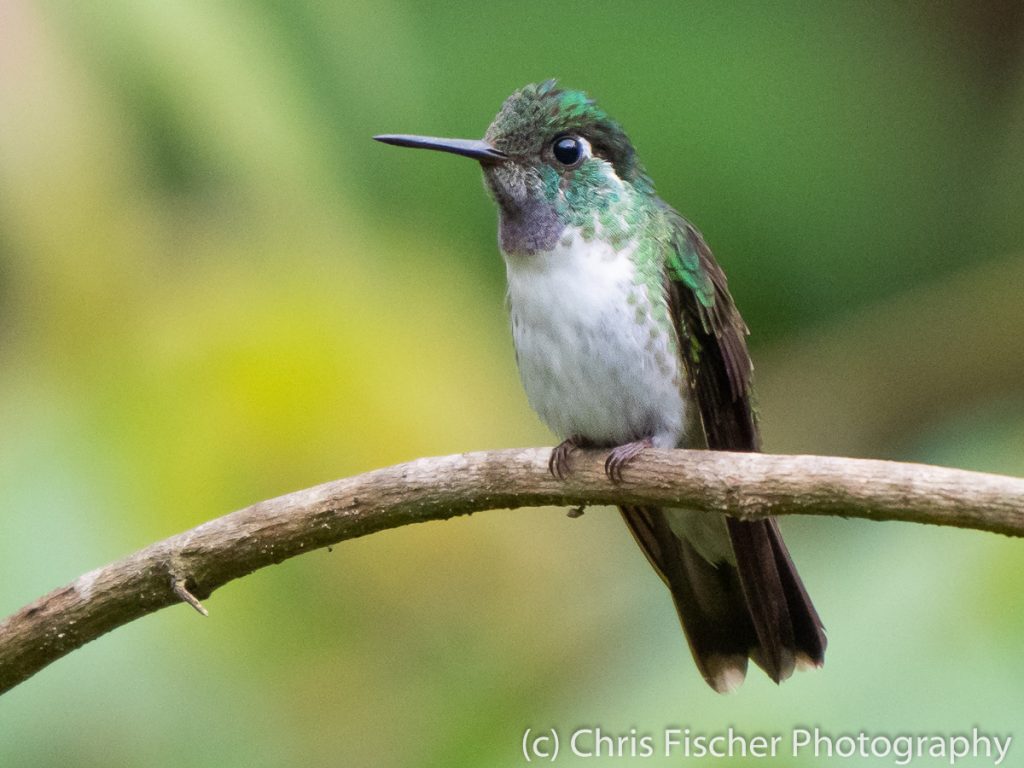 White-bellied Mountain-Gem, Hotel Quelitales, Costa Rica