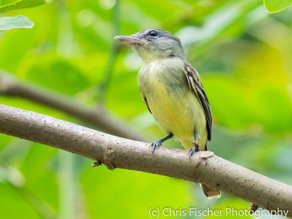 White-winged Becard, Coto 47 (Colorado River area), Costa Rica