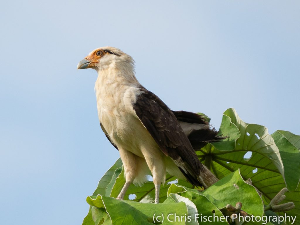 Yellow-headed Caracara, Ciudad Neily rice fields, Costa Rica