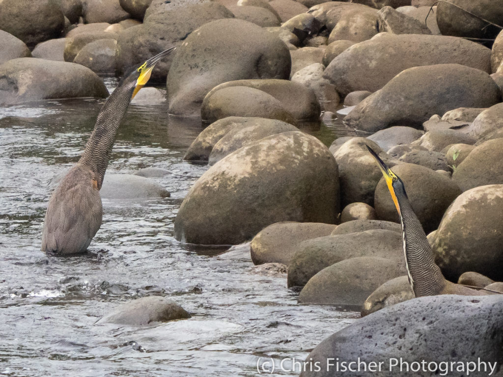 Bare-throated Tiger-Herons, Selva Verde Lodge, Sarapiquí, Costa Rica