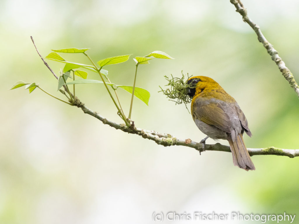 Black-faced Grosbeak, Selva Bananito Lodge, Costa Rica