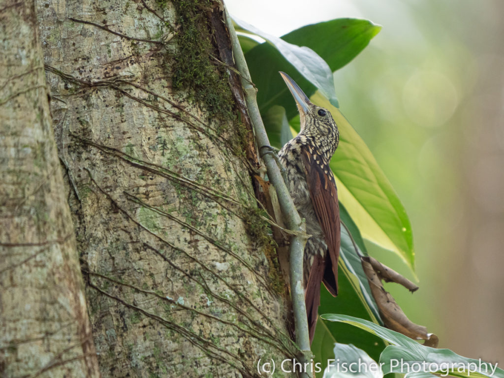 Black-striped Woodcreeper, Selva Bananito Lodge, Costa Rica