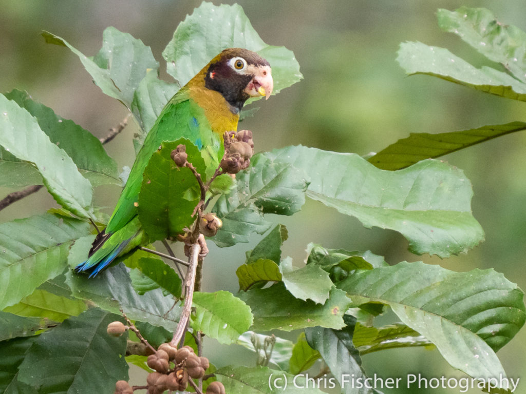 Brown-hooded Parrot, Selva Bananito Lodge, Costa Rica