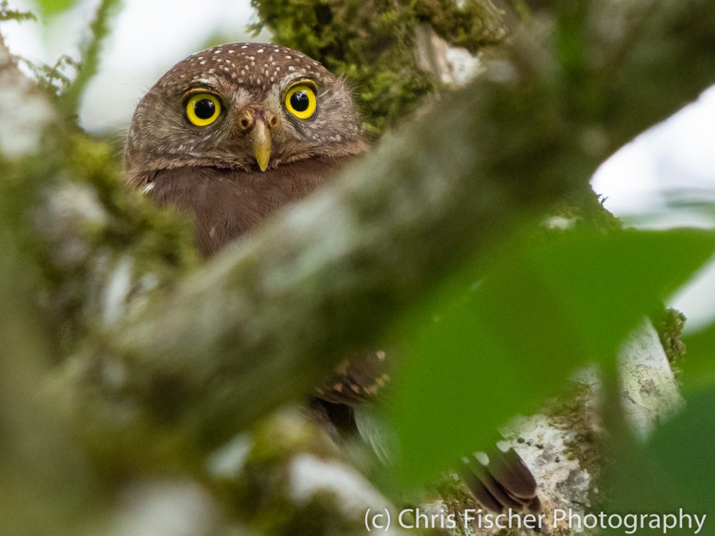 Central American Pygmy-Owl, Selva Bananito Lodge, Costa Rica