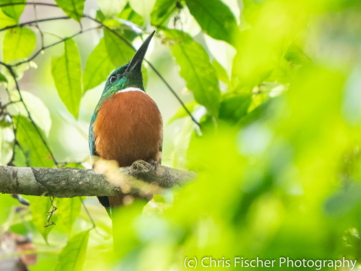 Great Jacamar, Selva Bananito Lodge, Costa Rica