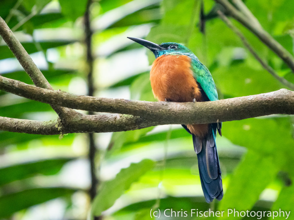 Great Jacamar, Selva Bananito Lodge, Costa Rica