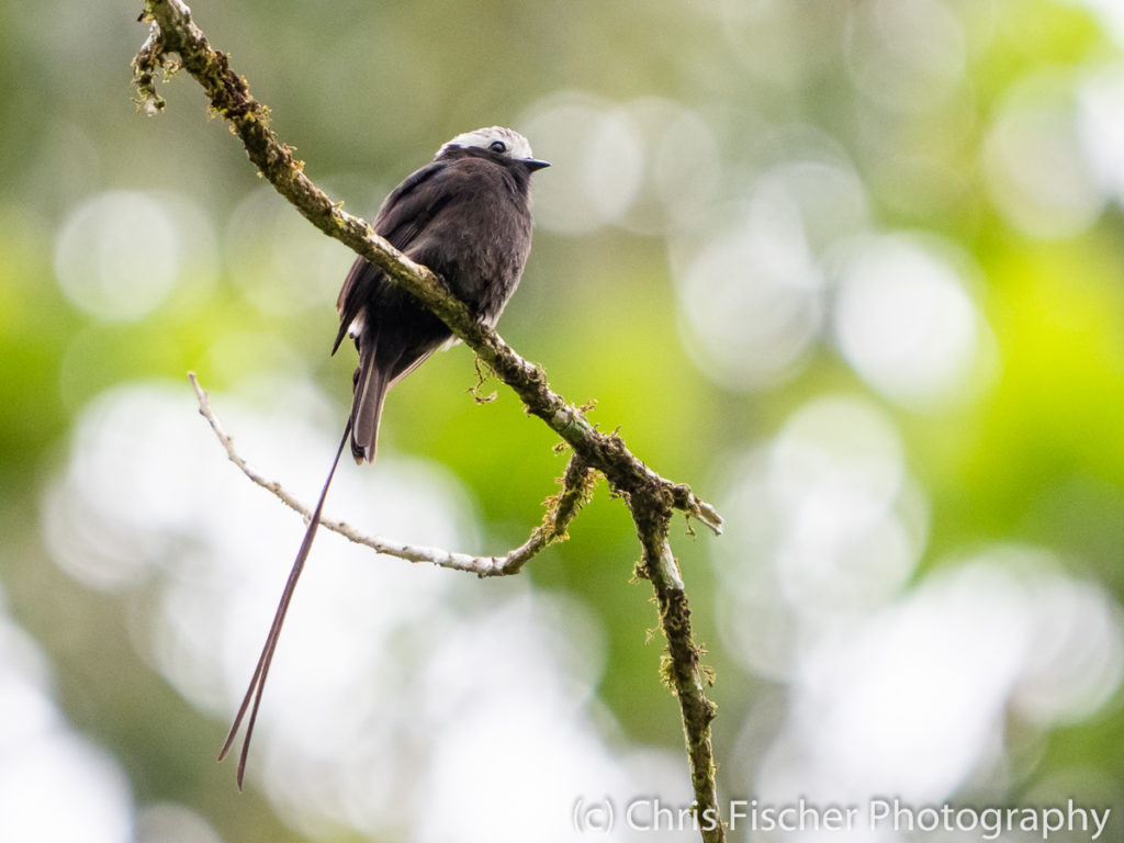 Long-tailed Tyrant, Selva Bananito Lodge, Costa Rica