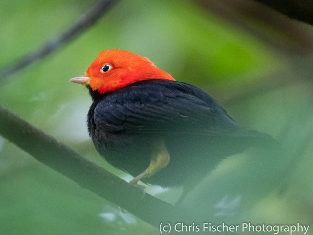 Red-capped Manakin, Selva Verde Lodge, Sarapiquí, Costa Rica