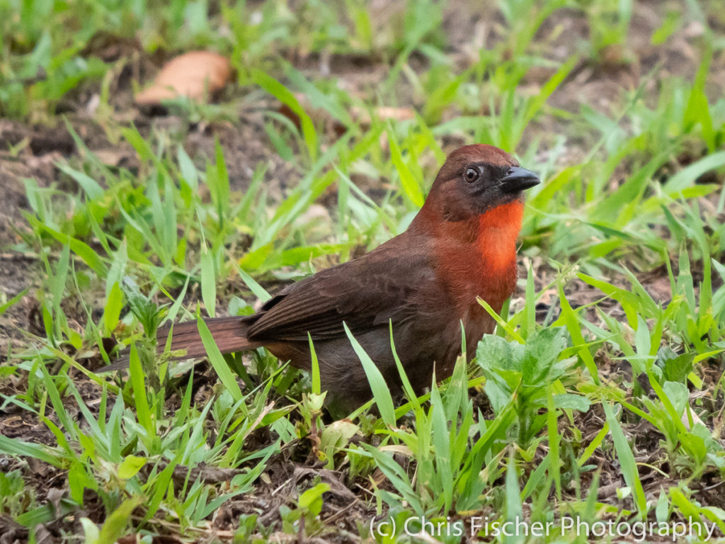 Red-throated Ant-Tanager, Selva Verde Lodge, Sarapiquí, Costa Rica