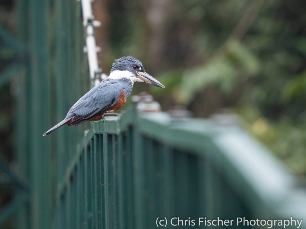 Ringed Kingfisher, Selva Verde Lodge, Sarapiquí, Costa Rica