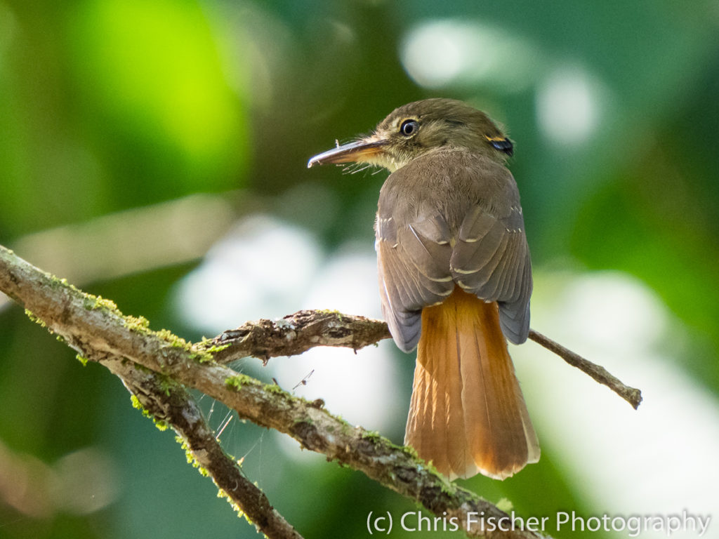 Royal Flycatcher, Selva Bananito Lodge, Costa Rica