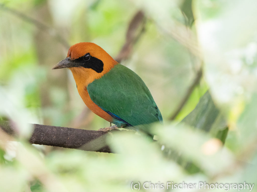 Rufous Motmot, Selva Verde Lodge, Sarapiquí, Costa Rica