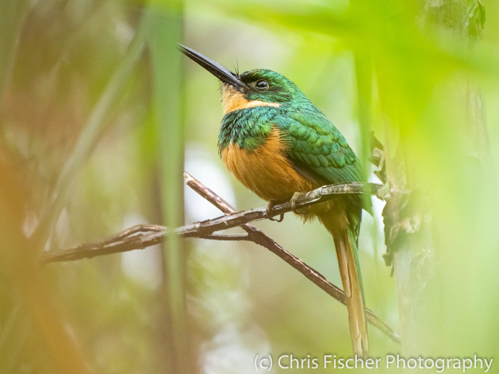 Rufous-tailed Jacamar, Selva Verde Lodge, Sarapiquí, Costa Rica