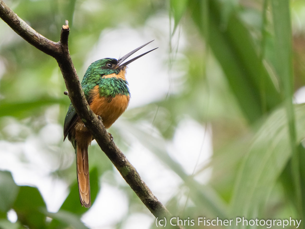 Rufous-tailed Jacamar, Selva Verde Lodge, Sarapiquí, Costa Rica