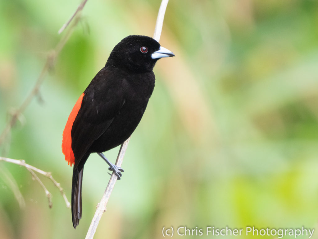 Scarlet-rumped Tanager, Selva Verde Lodge, Sarapiquí, Costa Rica