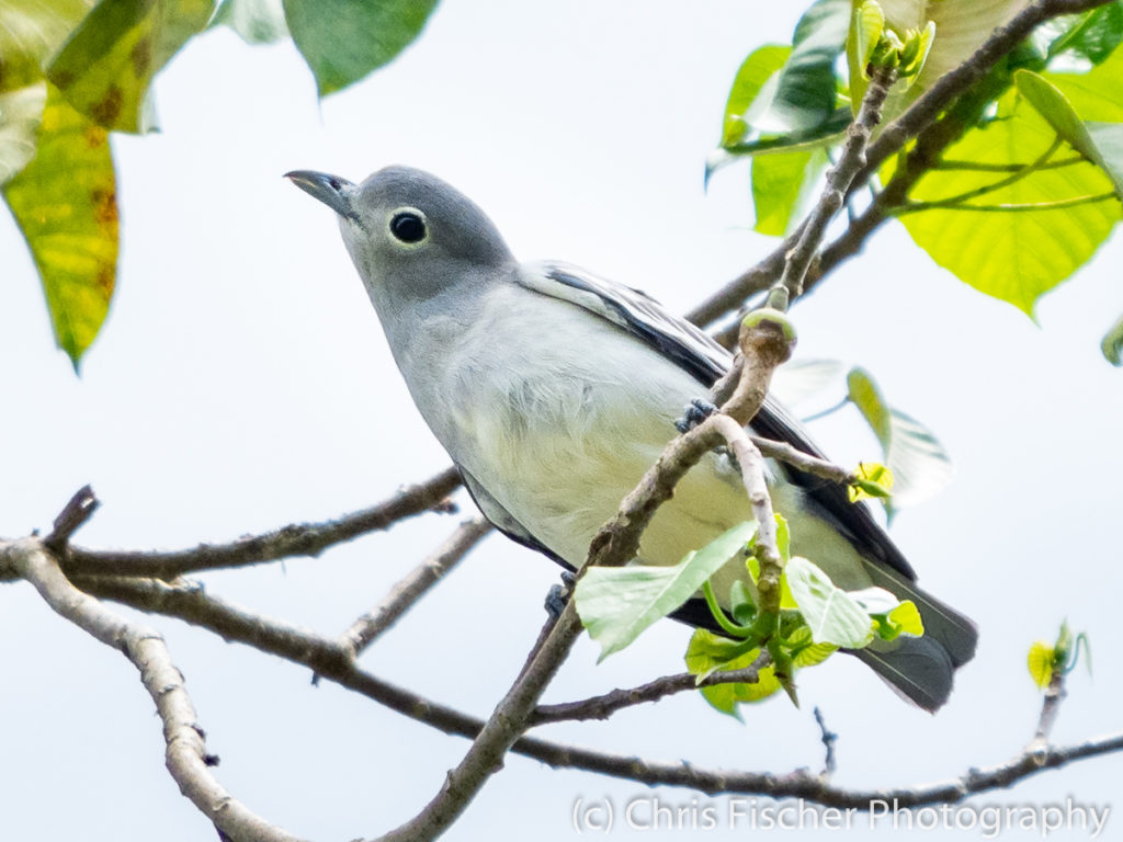 Snowy Cotinga (female), Selva Bananito Lodge, Costa Rica