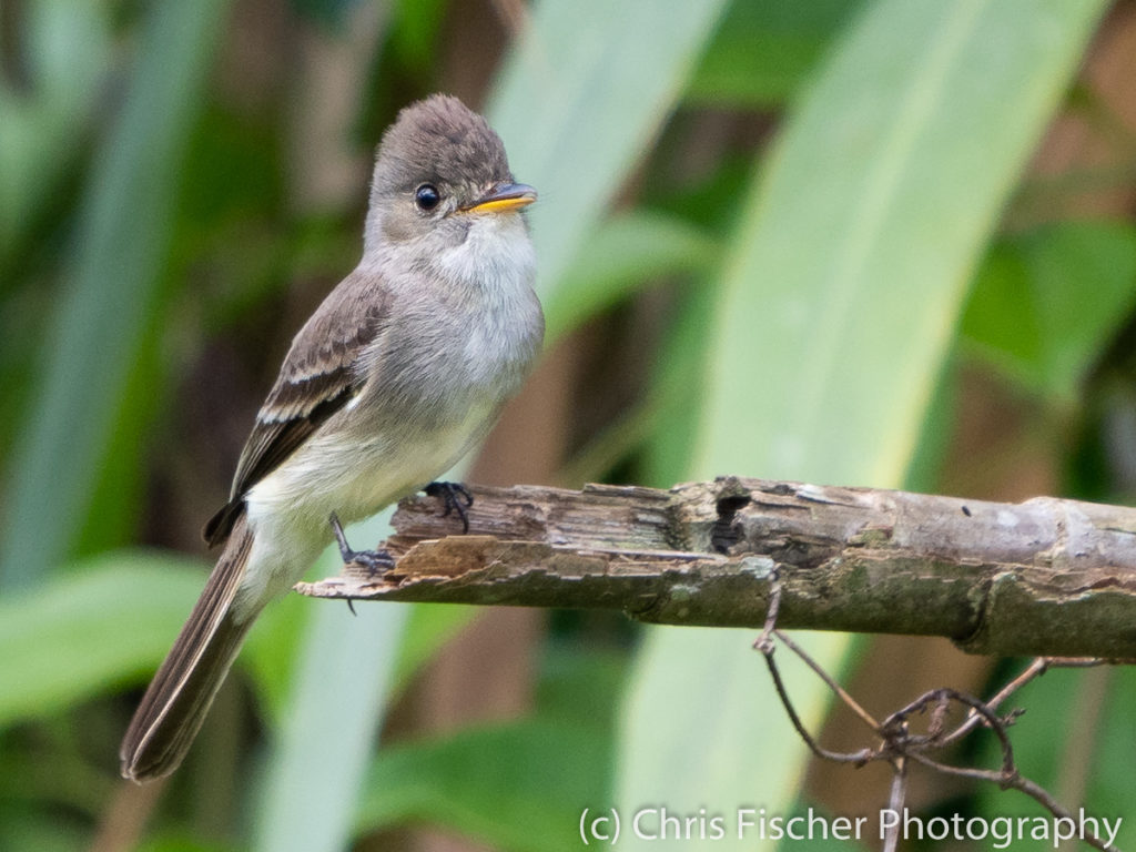 Tropical Pewee, Selva Bananito Lodge, Costa Rica