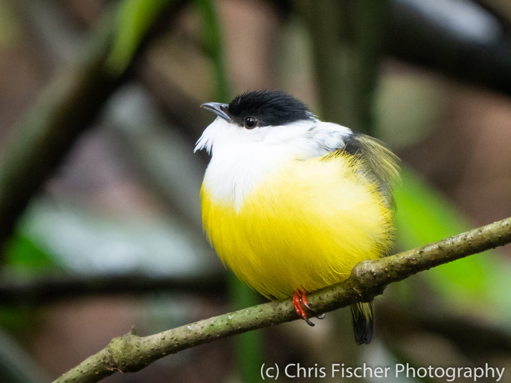 White-collared Manakin, Selva Verde Lodge, Sarapiquí, Costa Rica