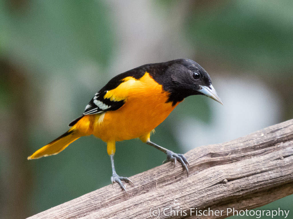 Baltimore Oriole, Rancho Naturalista, Costa Rica