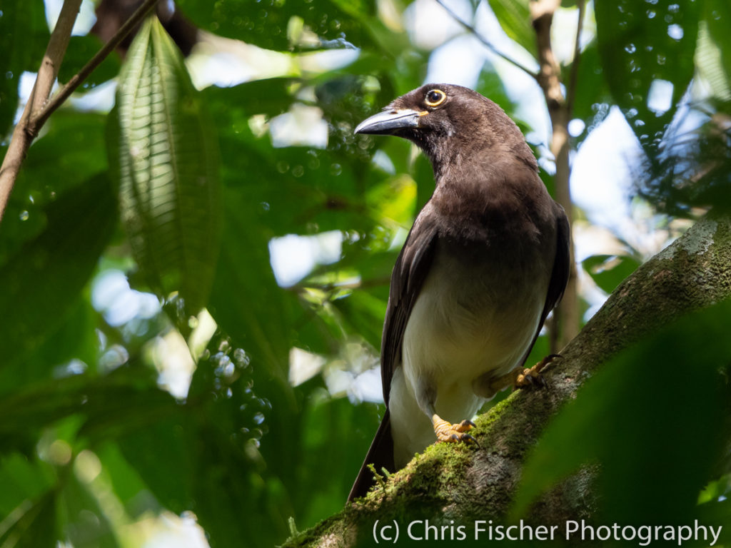 Brown Jay, Rancho Naturalista, Costa Rica