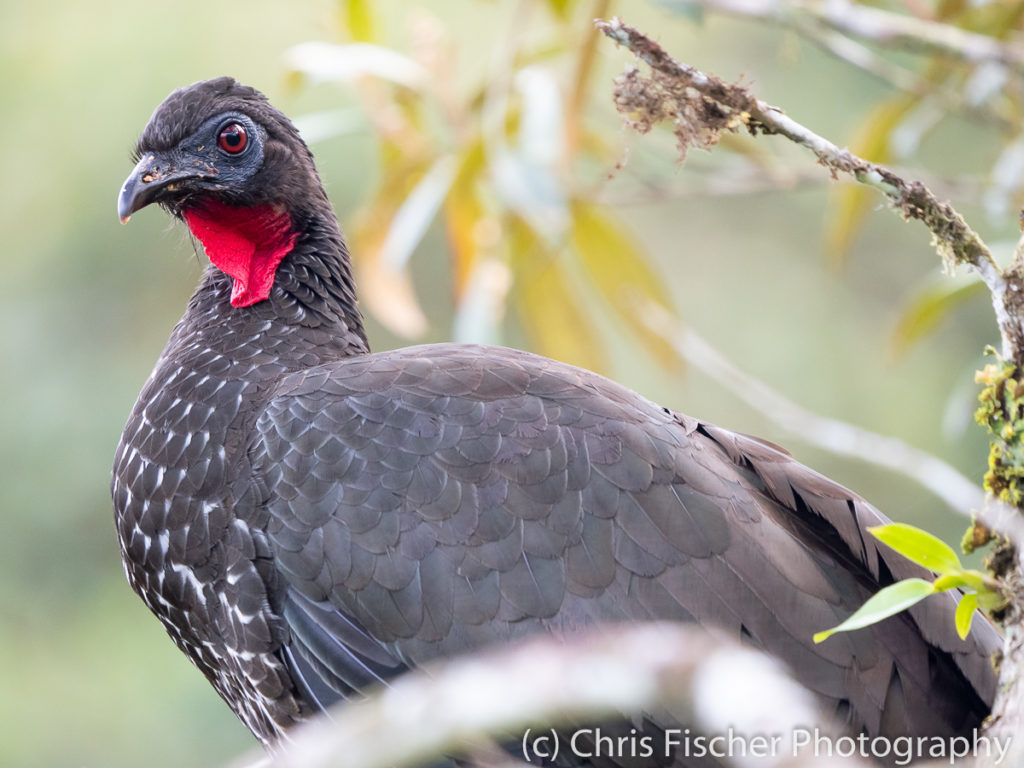 Crested Guan, Rancho Naturalista, Costa Rica