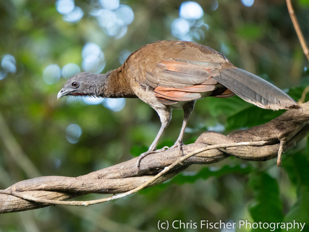 Gray-headed Chachalaca, Rancho Naturalista, Costa Rica