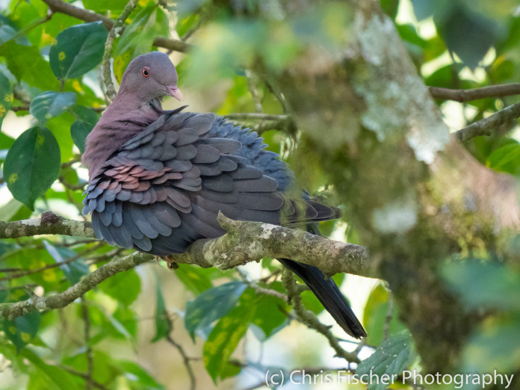 Red-billed Pigeon, Rancho Naturalista, Costa Rica