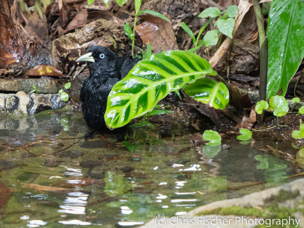 Scarlet-rumped Cacique, Rancho Naturalista, Costa Rica