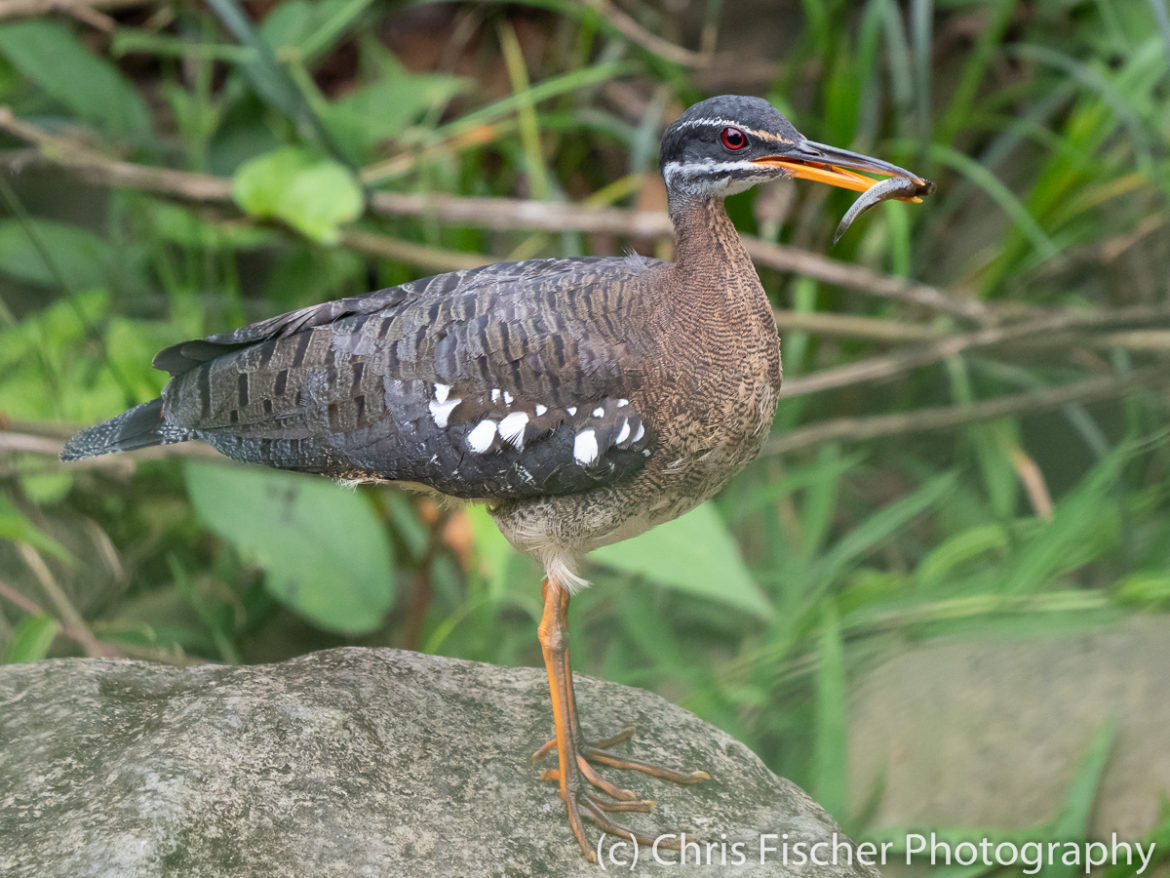 Sunbittern bringing food to nest, Plantanillo (near Rancho Naturalista), Costa Rica