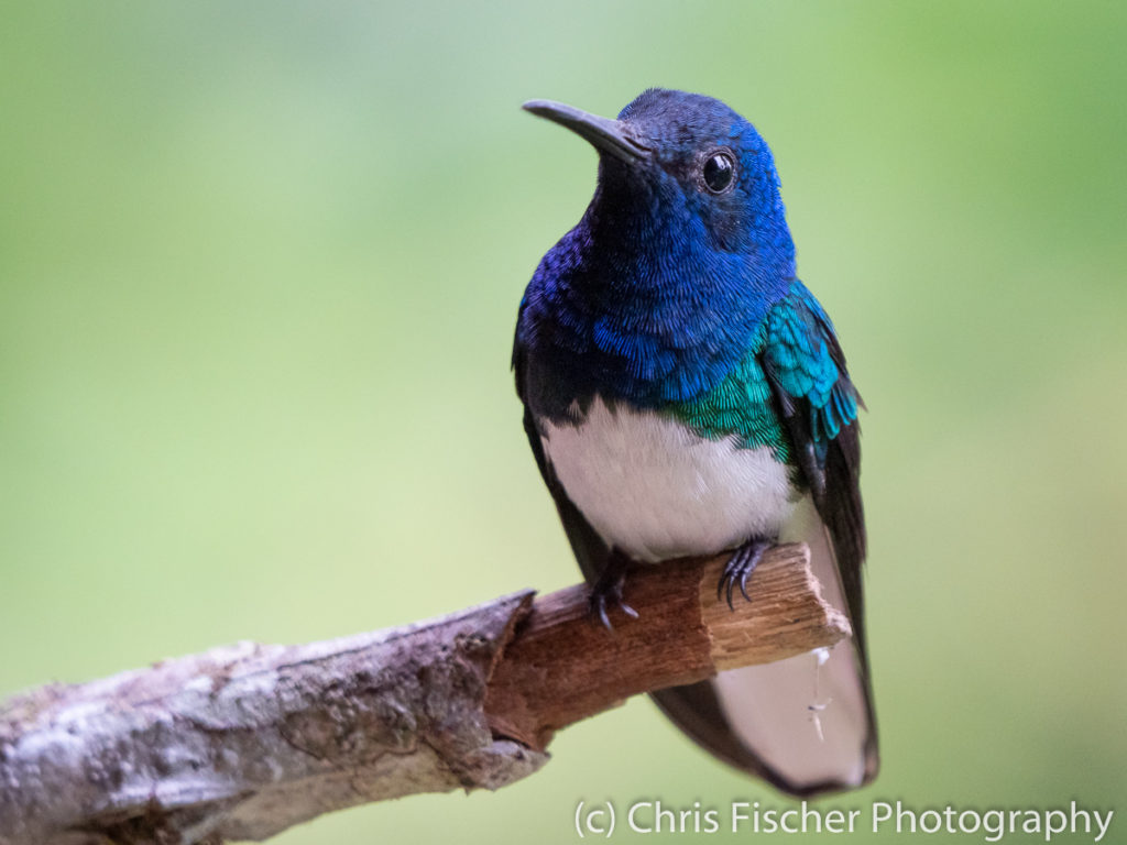 White-necked Jacobin, Rancho Naturalista, Costa Rica