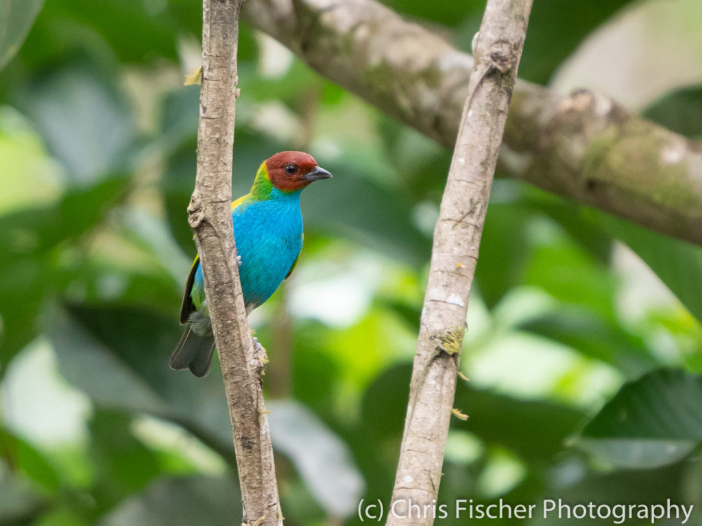 Bay-headed Tanager, Macaw Lodge, Costa Rica