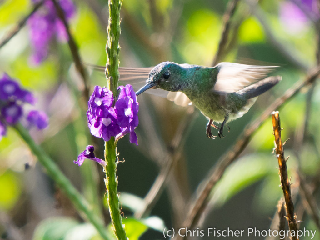 Charming Hummingbird, Macaw Lodge, Costa Rica