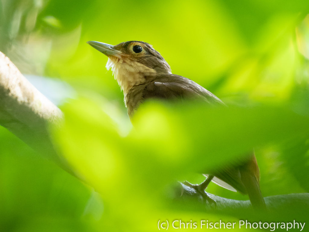 Chiriqui Foliage-gleaner, Macaw Lodge, Costa Rica