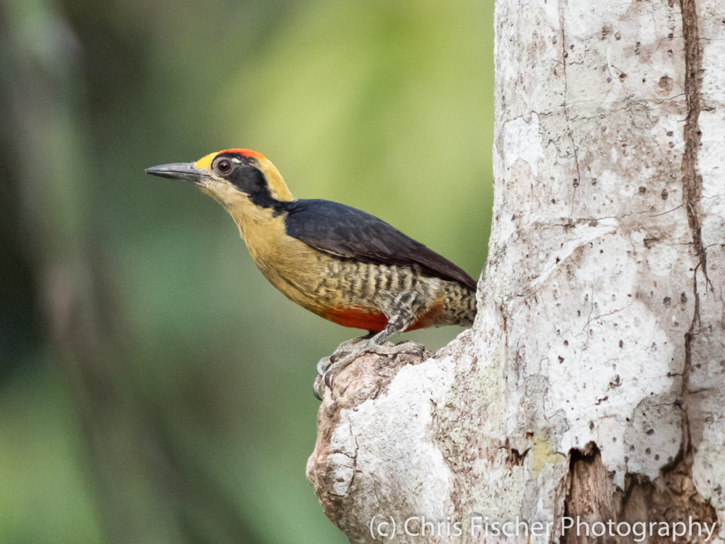 Golden-naped Woodpecker, Macaw Lodge, Costa Rica