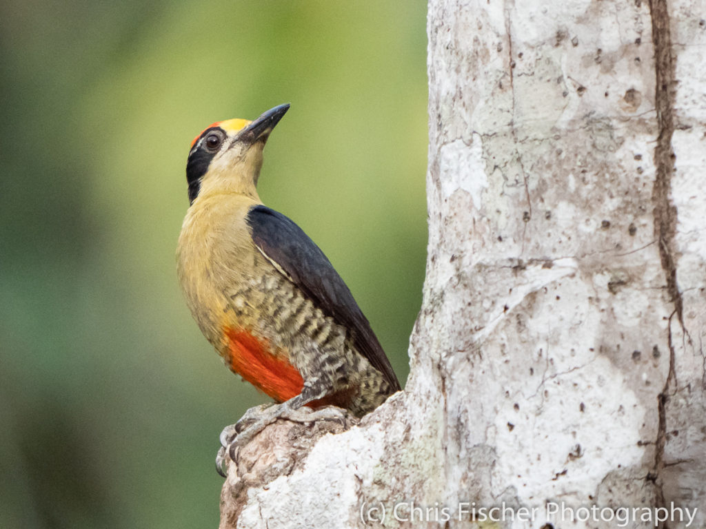 Golden-naped Woodpecker, Macaw Lodge, Costa Rica