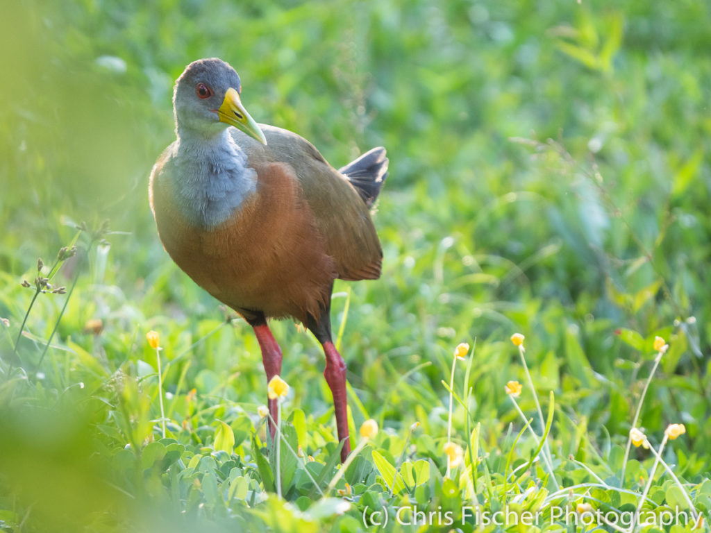 Gray-cowled Wood-Rail, Macaw Lodge, Costa Rica