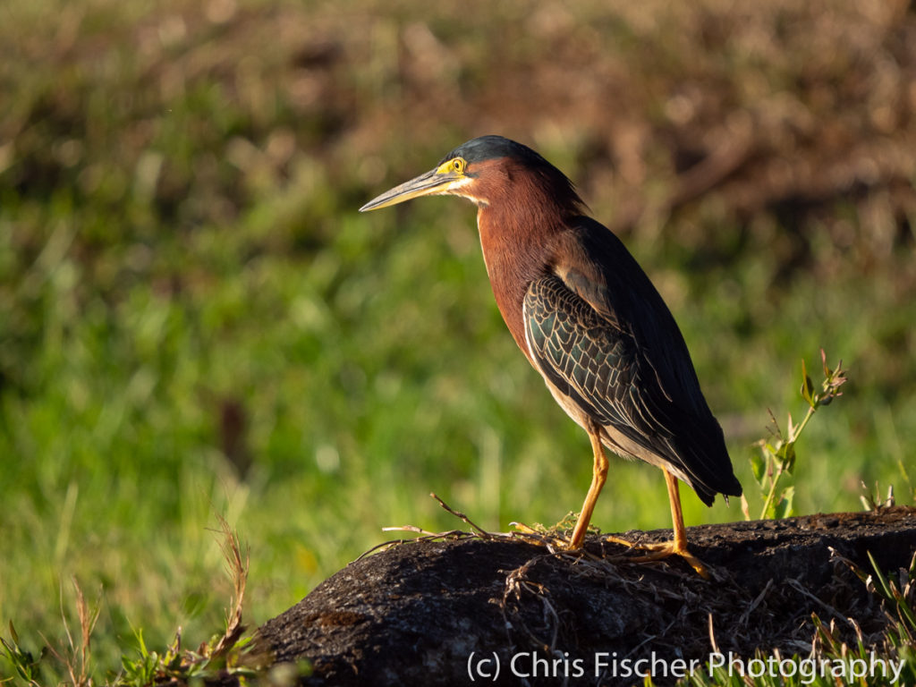 Green Heron, Macaw Lodge, Costa Rica