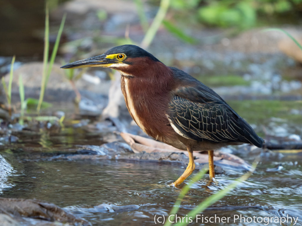 Green Heron, Macaw Lodge, Costa Rica